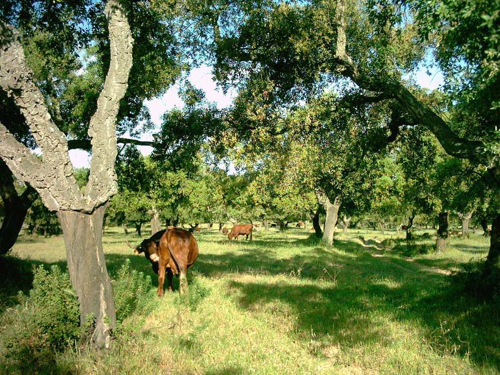 Dehesa Boyal. Bollullos Par del Condado (Huelva)