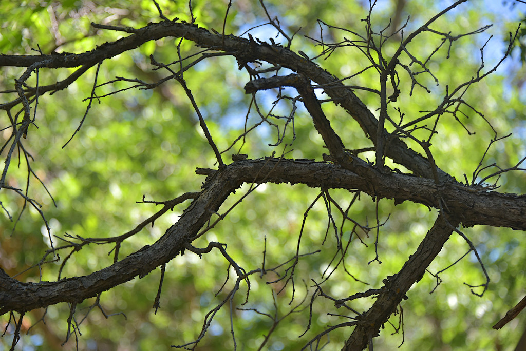 branches