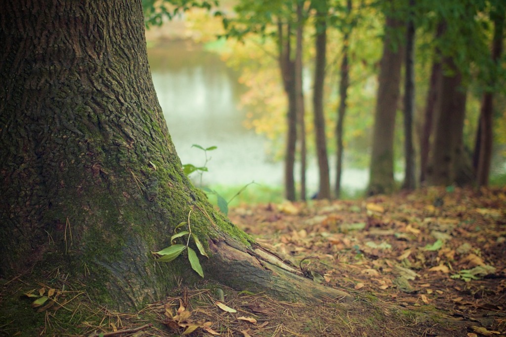 Forest floor