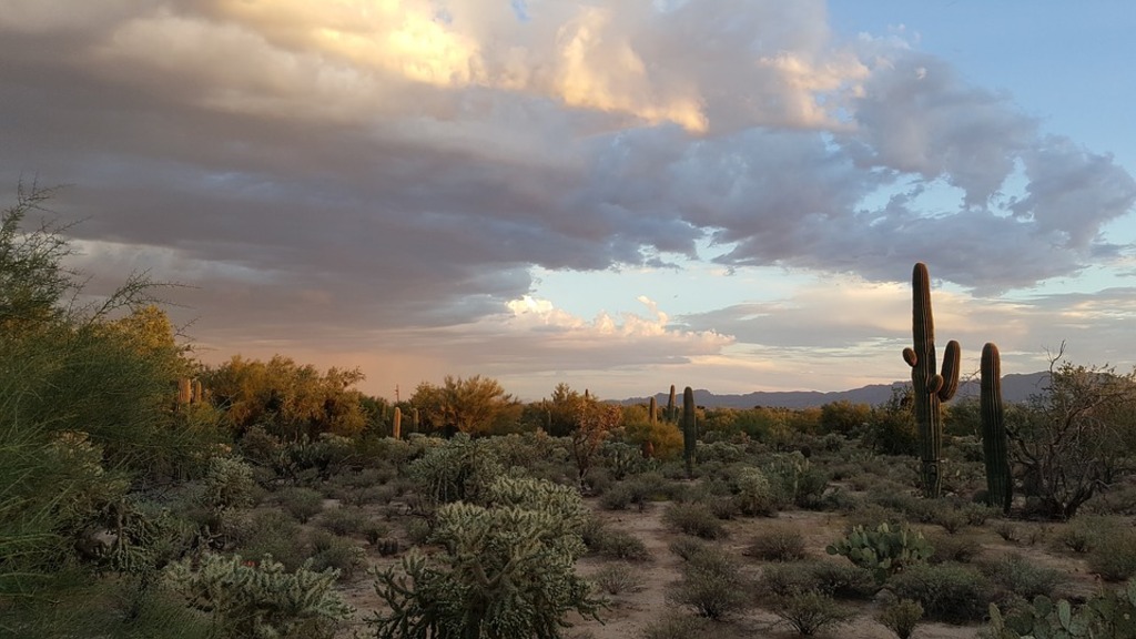 Tucson landscape