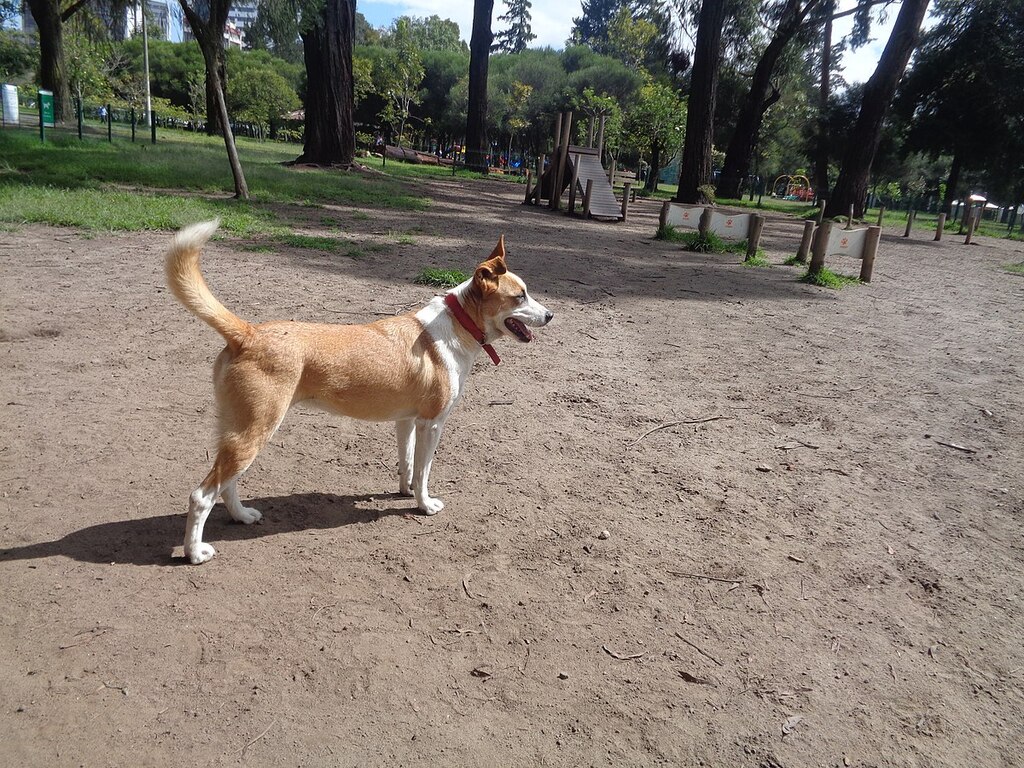 (Quito, Ecuador. Dog Park Parque La Carolina)