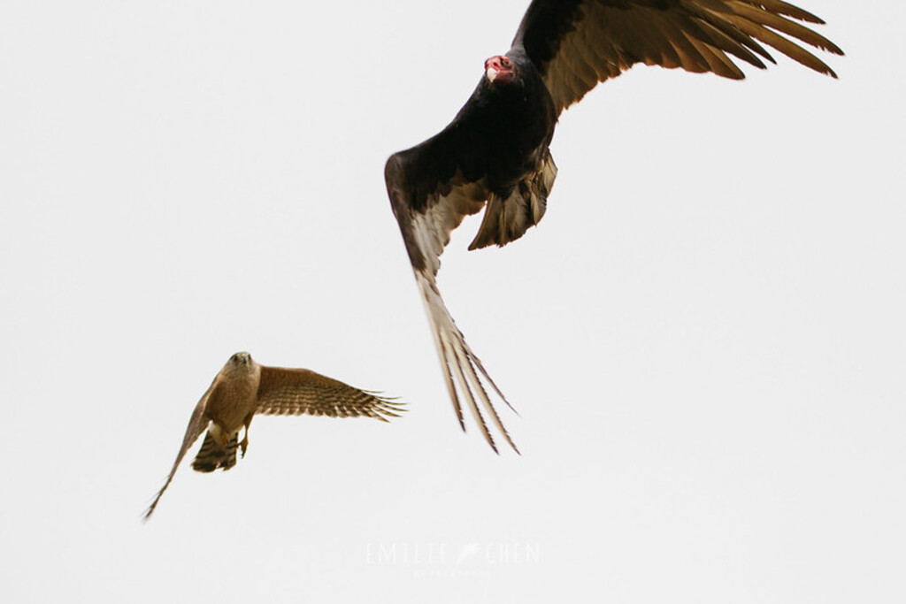 Cooper's Hawk (Accipiter cooperii) and Turkey Vulture (Cathartes aura)