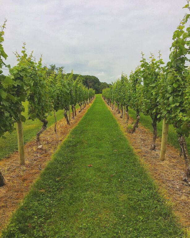 things to do in little-compton ri | savor excellent wine at carolyn's sakonnet vineyard