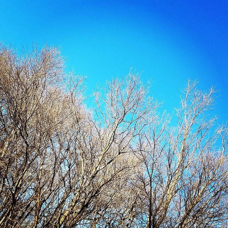 things to do in arlington tx | have a picnic at river legacy park