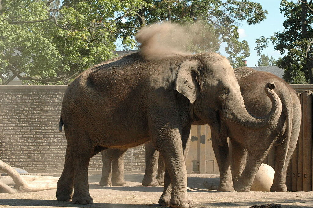 Asian Elephant Buffalo Zoo