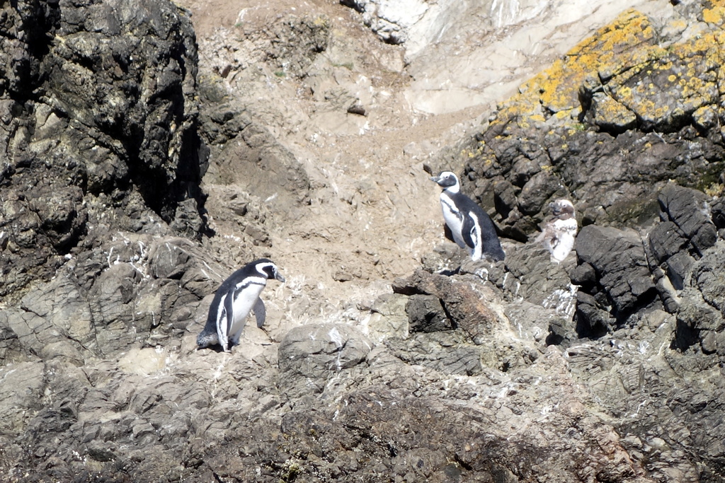 Pinguinos de Magallanes Monumento Natural Islotes de Puñihuil 17
