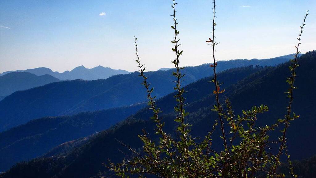 wildlife sanctuaries in himachal pradesh | chail sanctuary