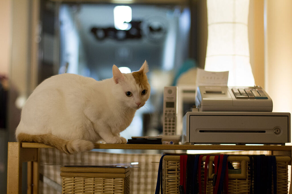 A shop assistant of a cat cafe (6887378772)