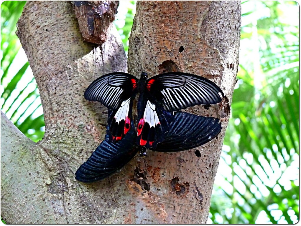 St-Maarten butterfly farm