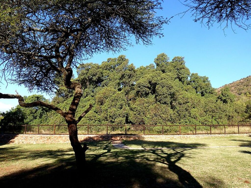 Ficus salicifolia - Die Wonderboom, c, Wonderboom Natuurreservaat