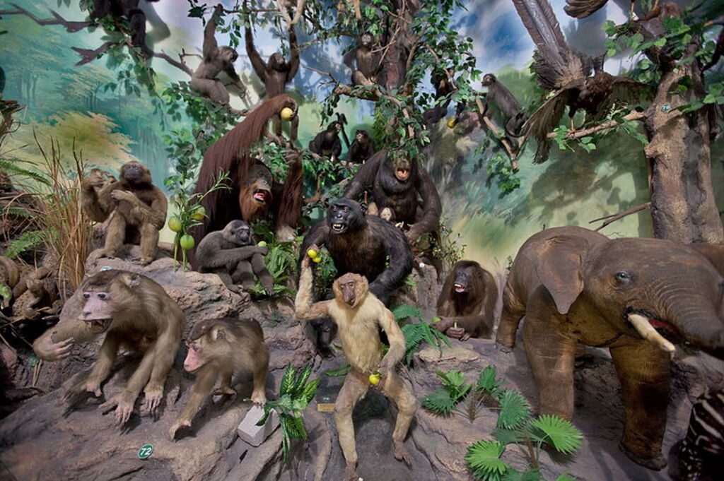 Primate Taxidermy, Rahmat International Wildlife Museum and Gallery