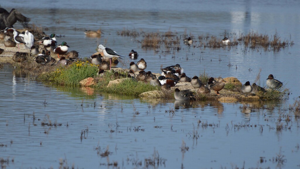 Ànneres de s'Albufera de Mallorca