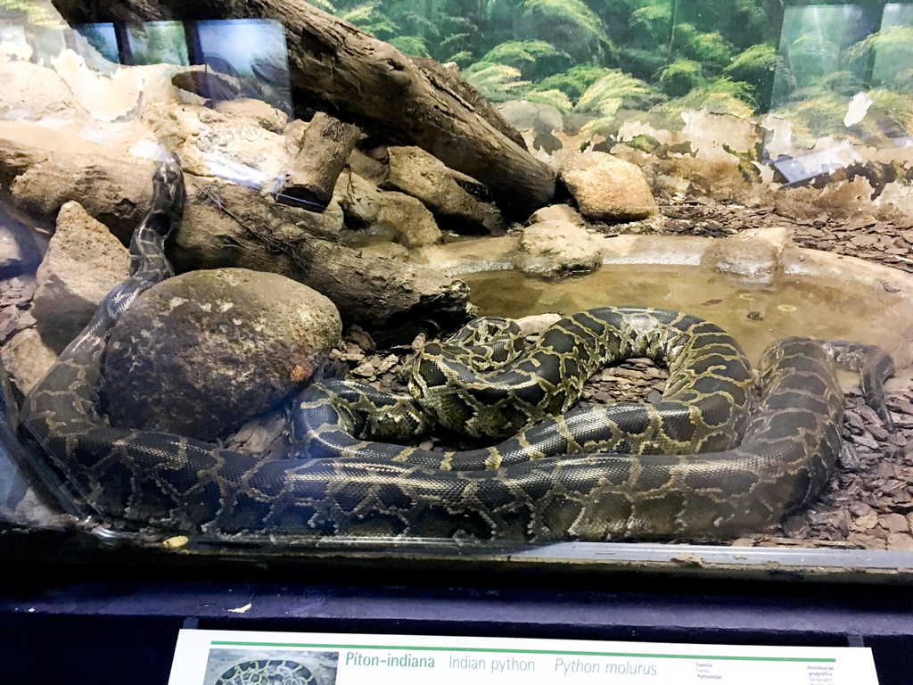 Instituto Butantan 2016 028 - Indian python