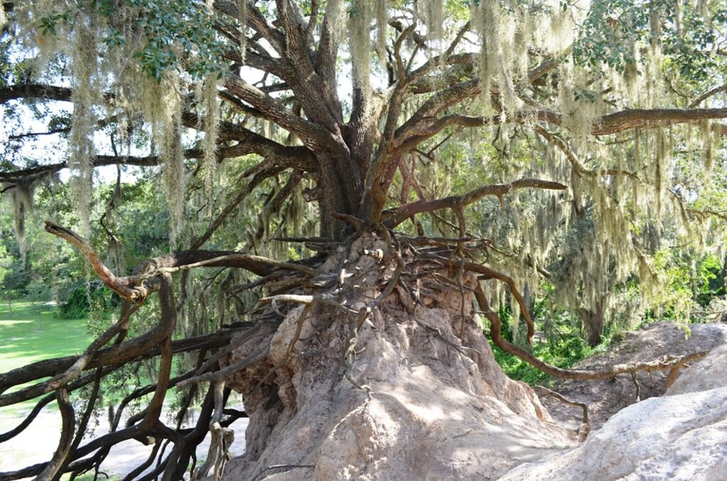 Sacred Hills - Edward Medard Park (13)