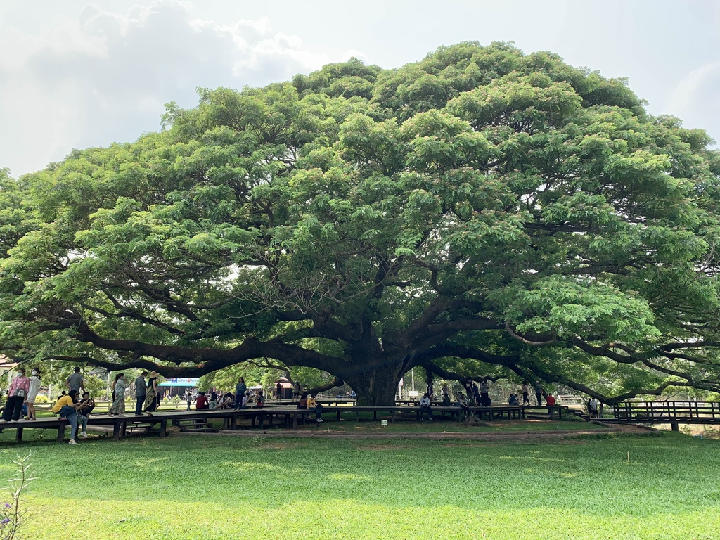 2021 ต้นจามจุรียักษ์ กาญจนบุรี Giant Samanea saman (CHAMCHURI) @ Kanchanaburi 02