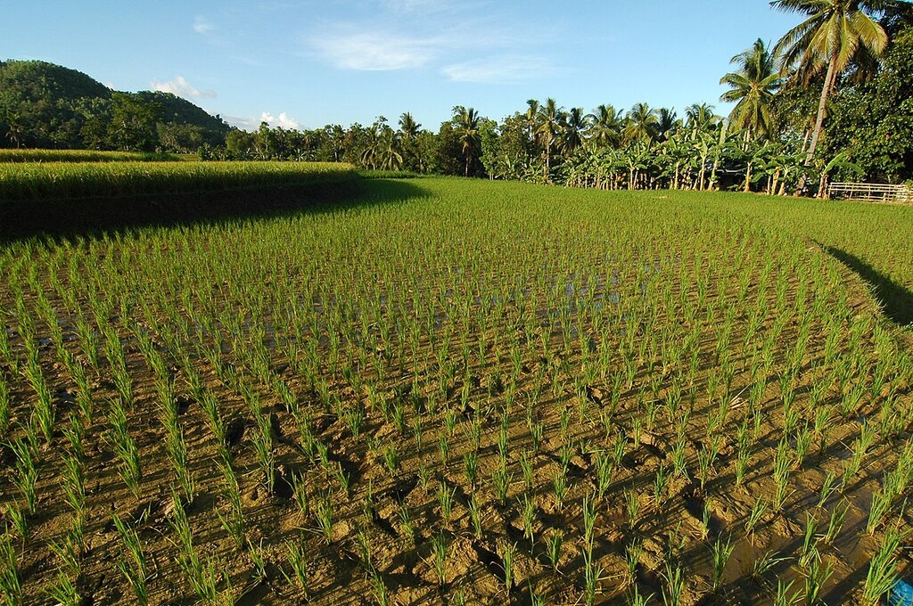 Rice terraces of Candijay - panoramio (3)