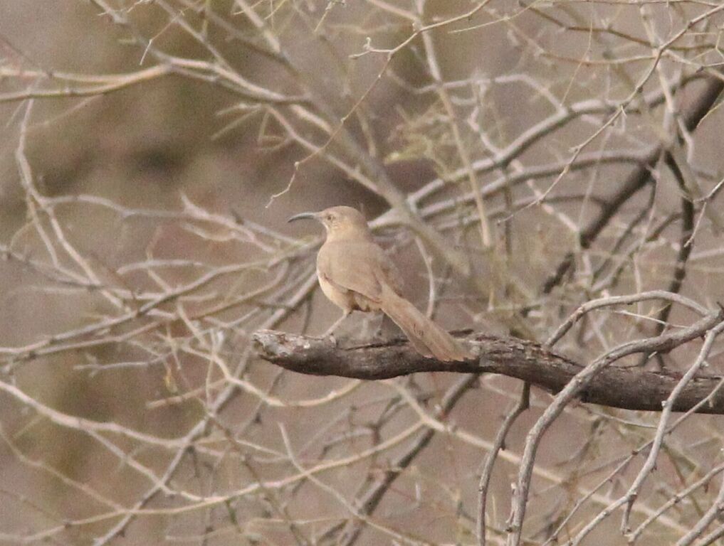 Crissal Thrasher, Robbins Butte WA, AZ, 23 Feb 2015 (16021949724)