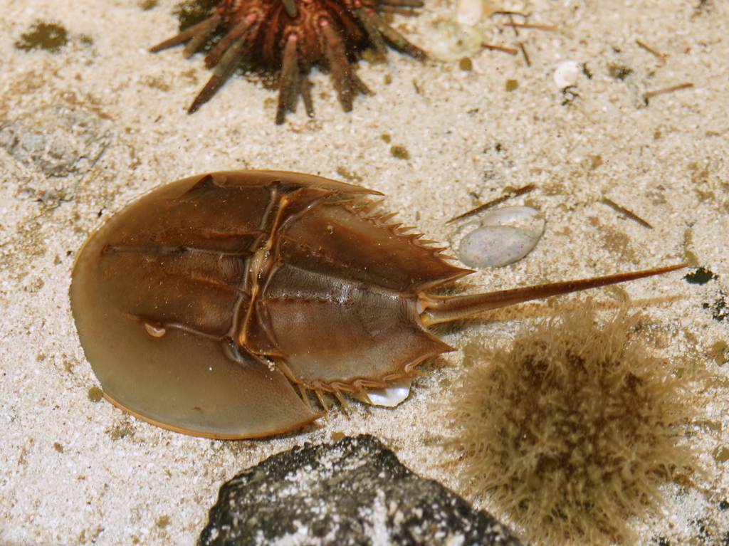 Limulus polyphemus (aquarium)