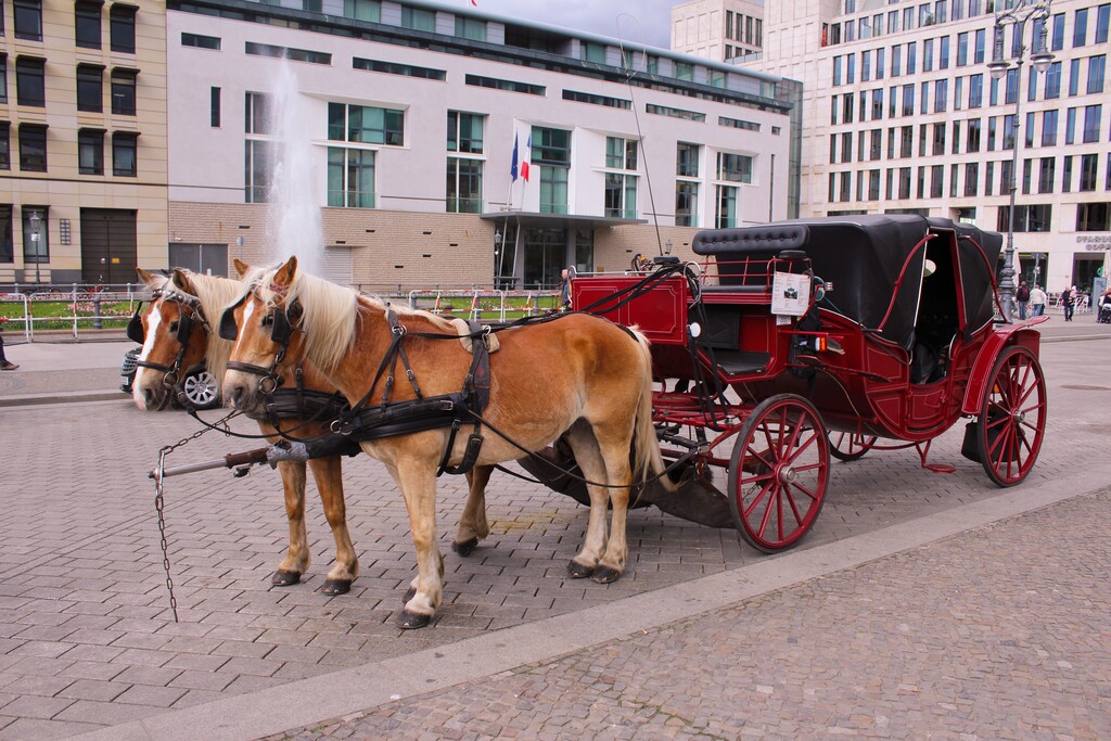 Horse drawn carriage