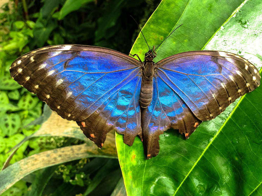 Butterfly at Le Jardin aux Papillons, Vannes