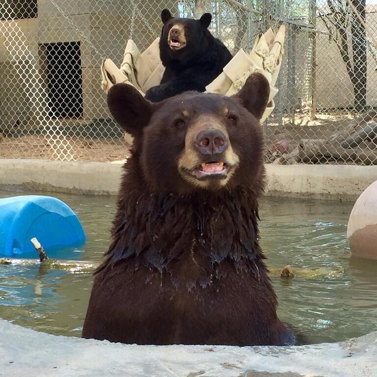things to do in scottsdale arizona | southwest wildlife conservation center
