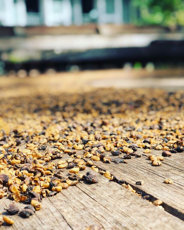 things to do in ponce puerto rico | learn the art of making coffee at hacienda buena vista