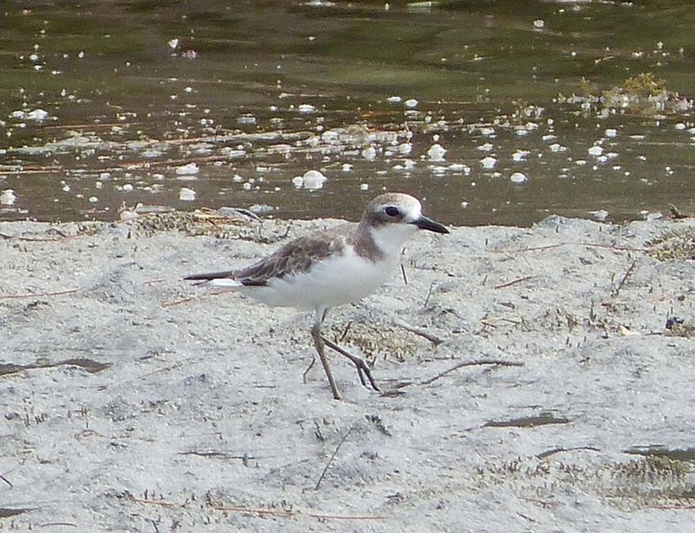 Greater Sand Plover in Rivulet Terre Rouge Bird Sanctuary