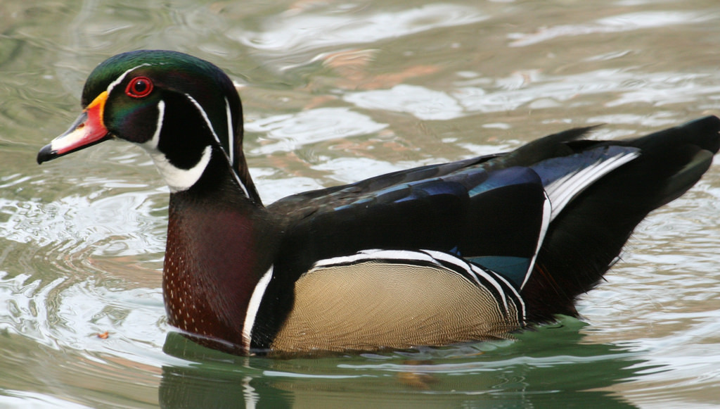 Male wood duck