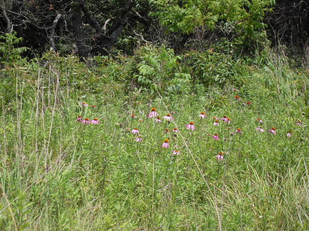 Ballard Nature Center