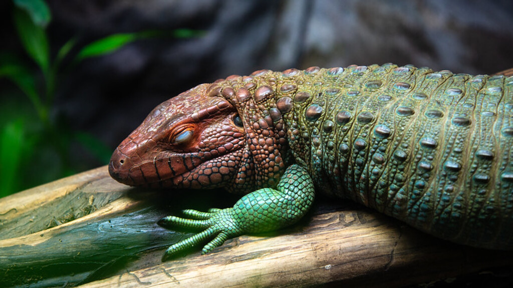 Birmingham Zoo