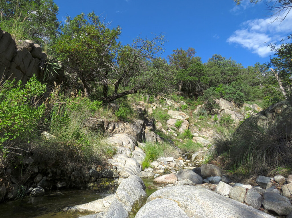 Madera Canyon