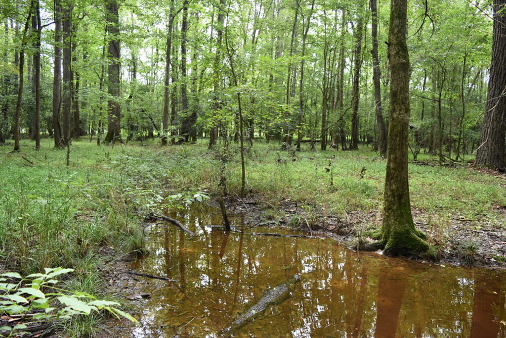 scene white pines np ncwetlands AM (18)