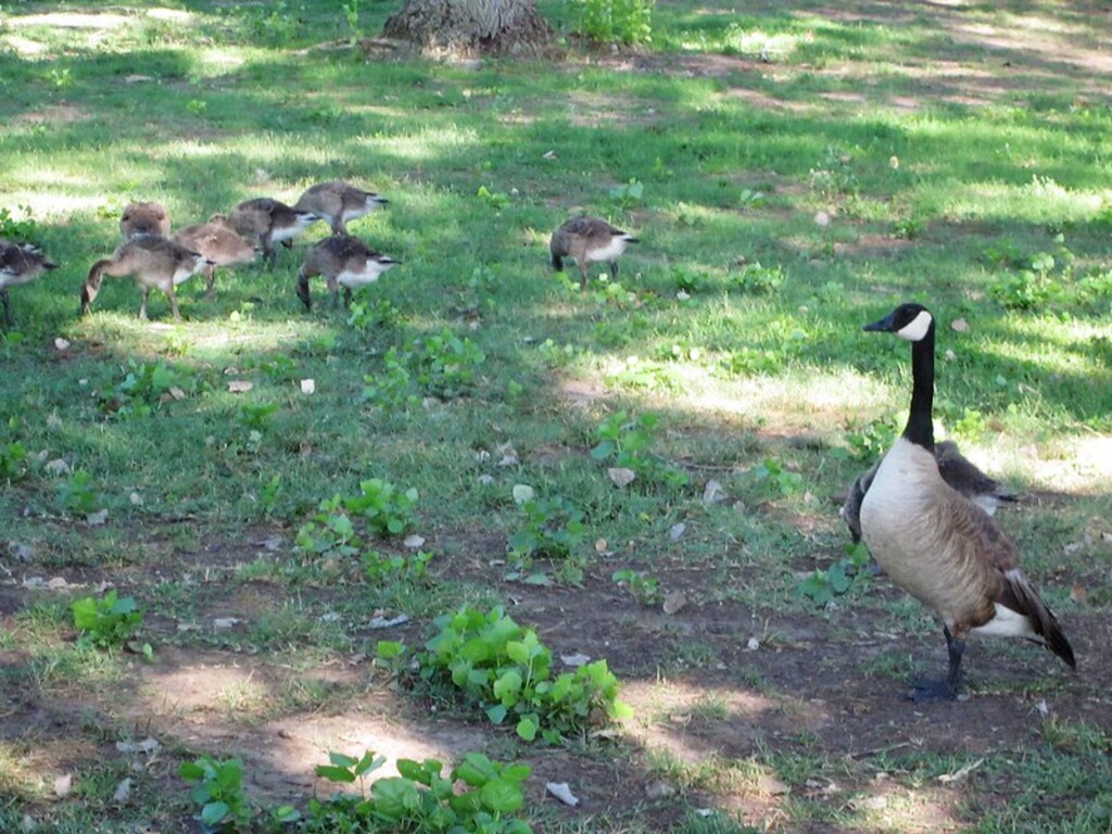 IMG_2254 Mother Goose and goslings