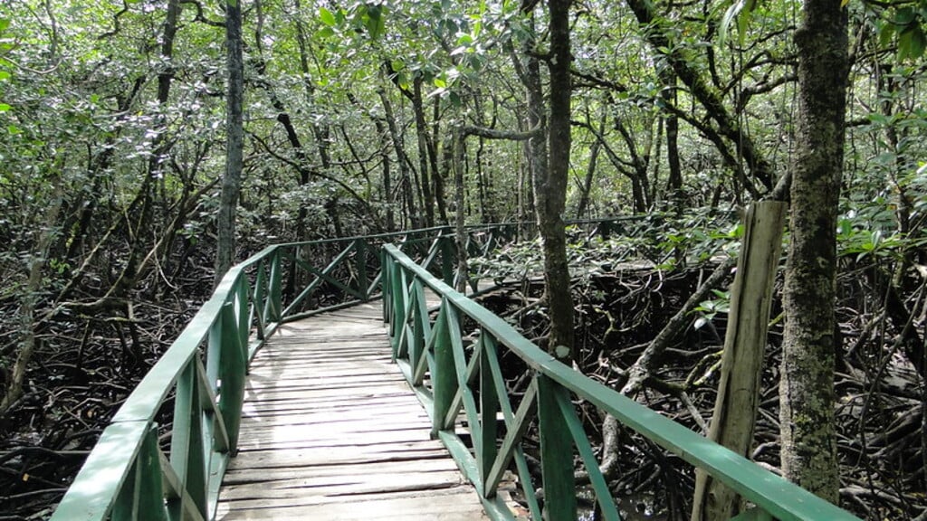 Walking bridge through mangrove forest