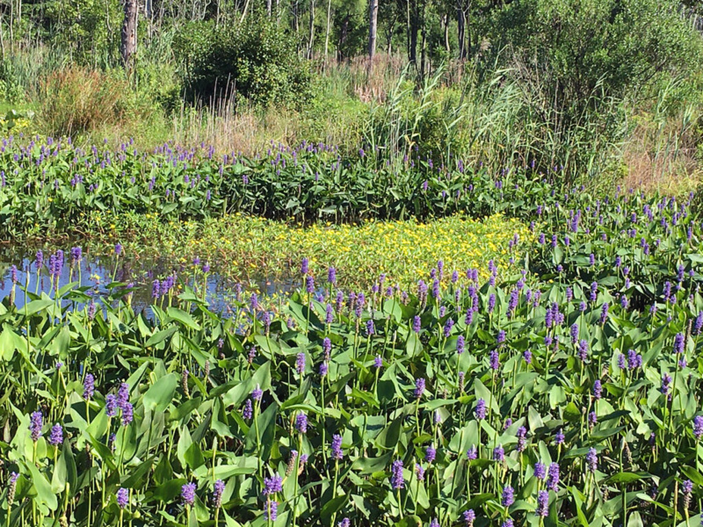 Ernest L. Oros Wildlife Preserve
