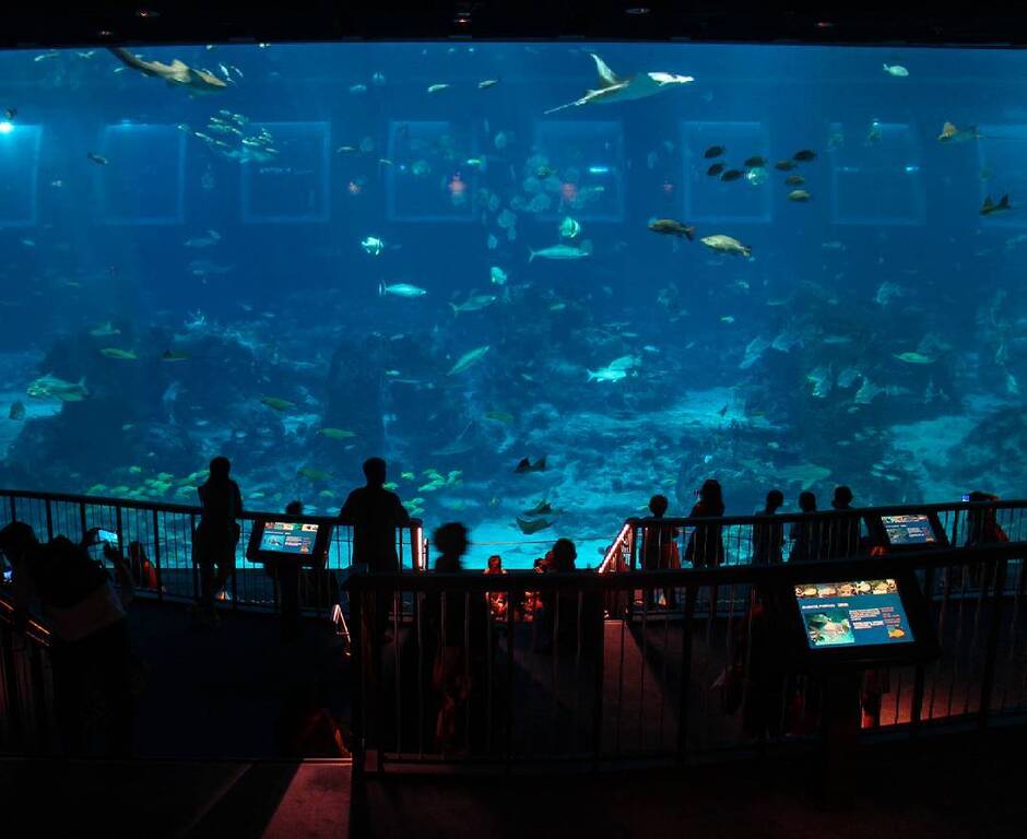 things to do with family in singapore | get up-close with deep-sea creatures at s.e.a. aquarium