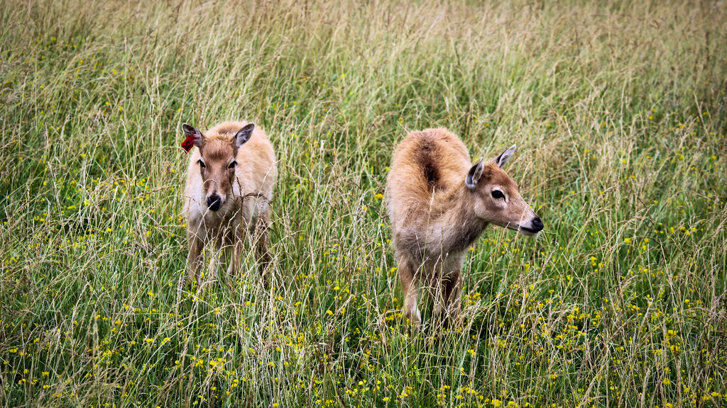 WildsBabyDeer
