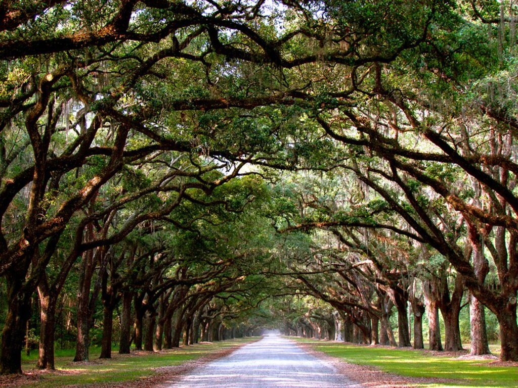 Savannah