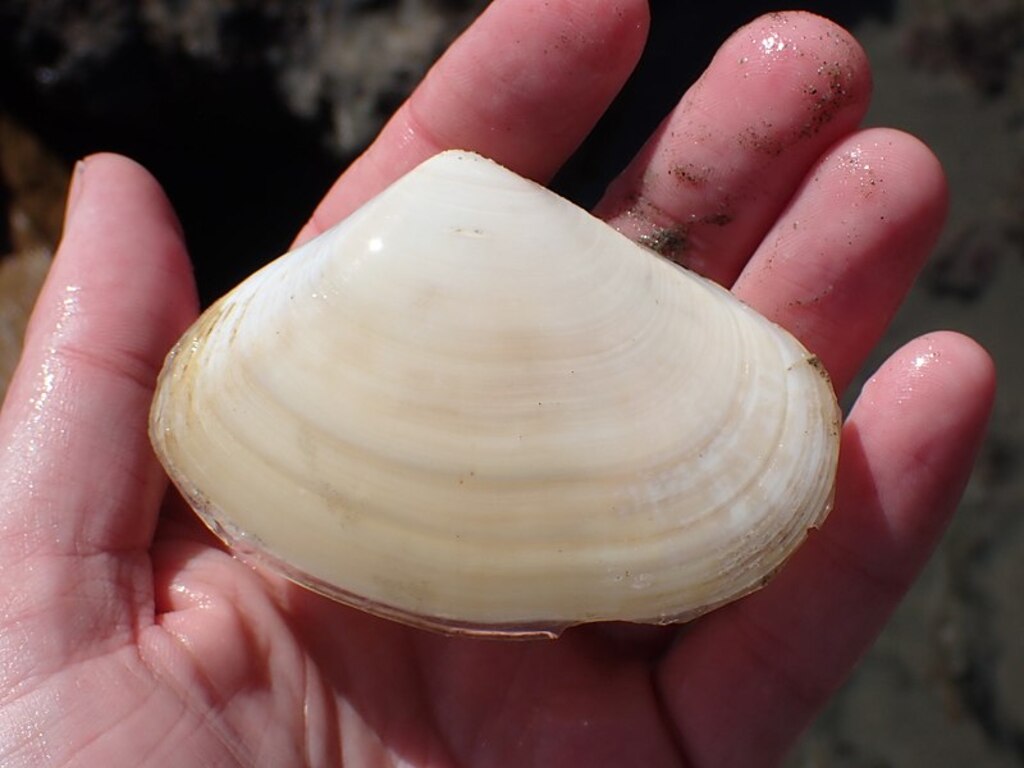 Paphies donacina 99017494