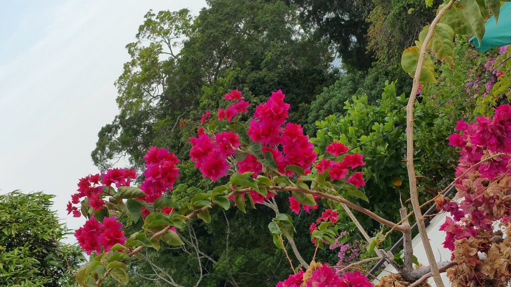 what to do in penang hill | enjoy the rich flora and fauna along the nature walk