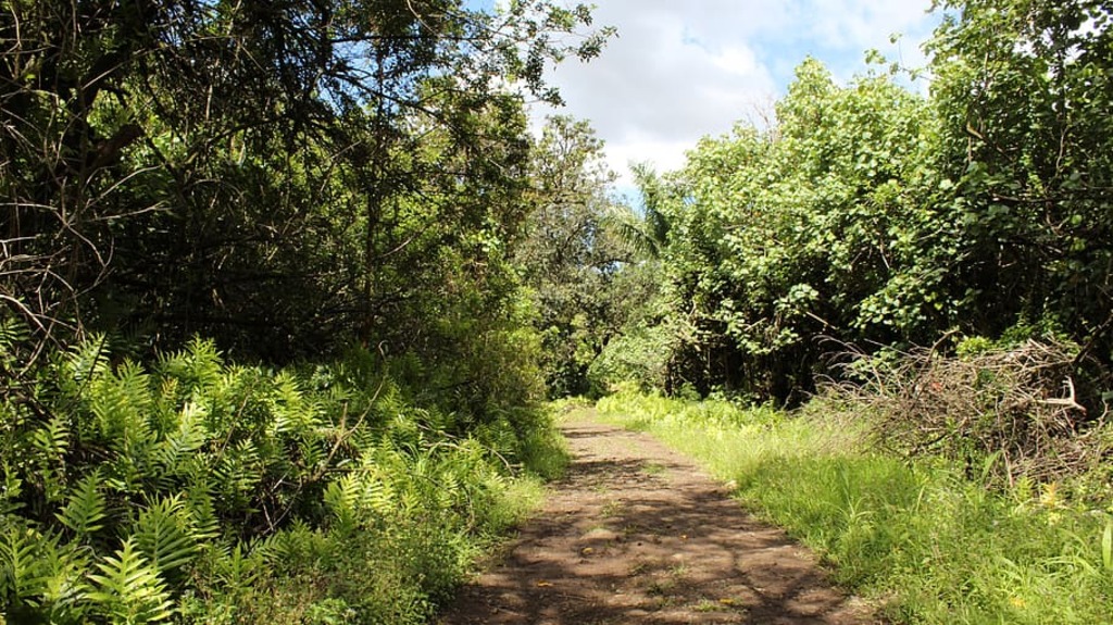 Moanalua Valley Trail