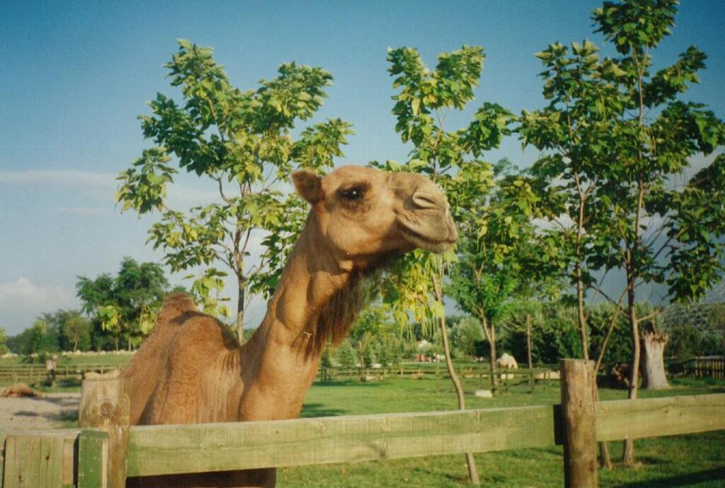 Camel from Bursa