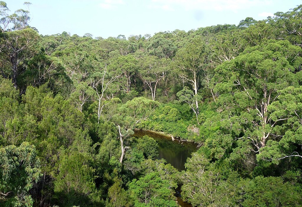 Lane Cove Nat Park from De Burgh Bridge