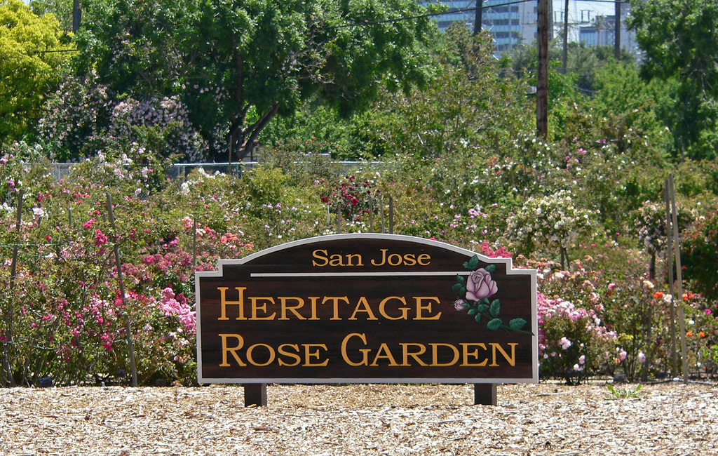 San Jose Heritage Rose Garden view 1