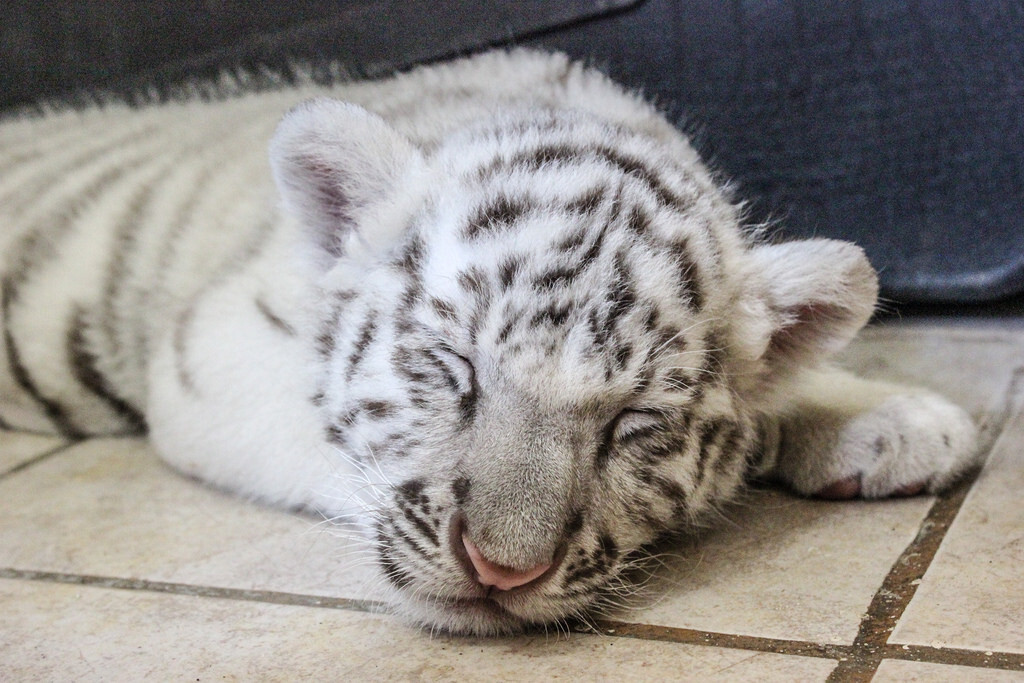 Little albino tiger dreams