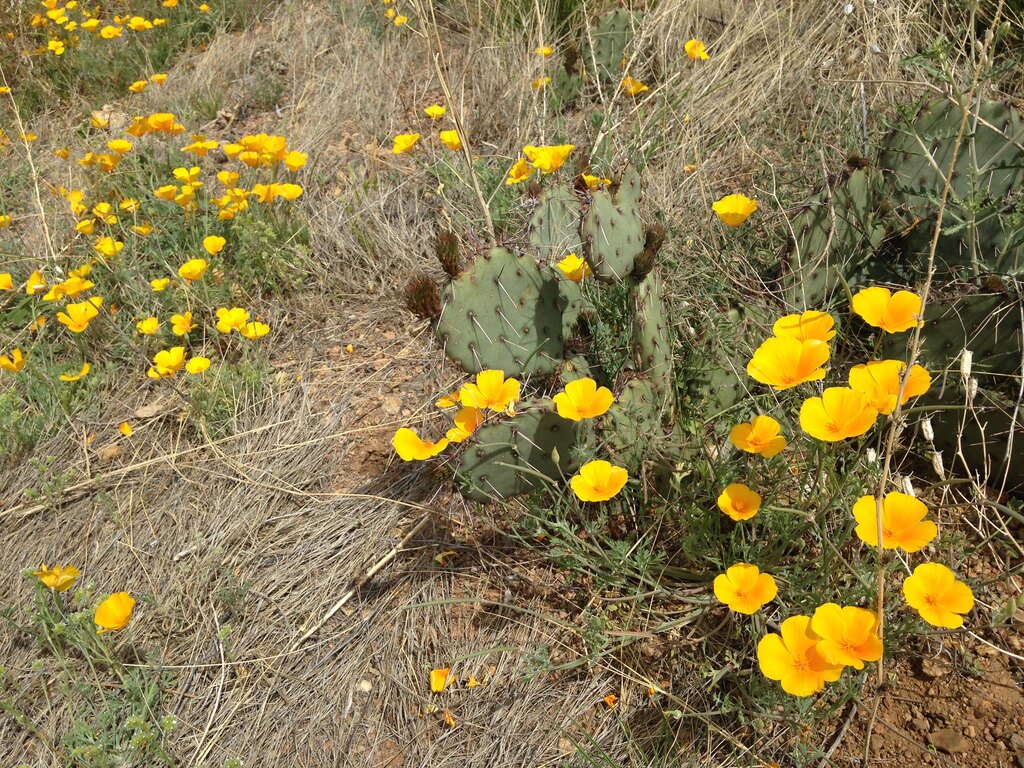 2015 Franklin Mountains Poppies Fest