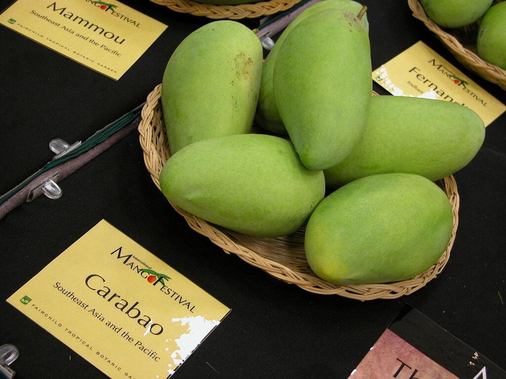 Mango Carabao Asit ftg