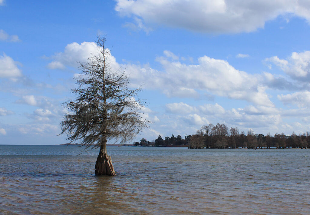 Cypress tree - Lake Marion