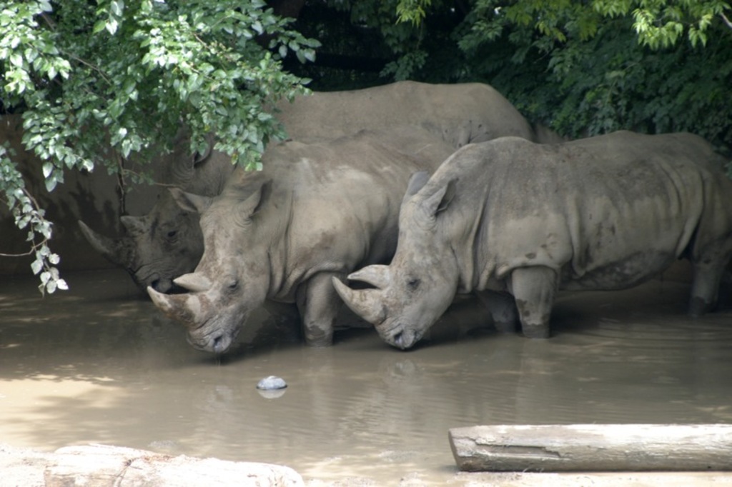 Zoo Knoxville