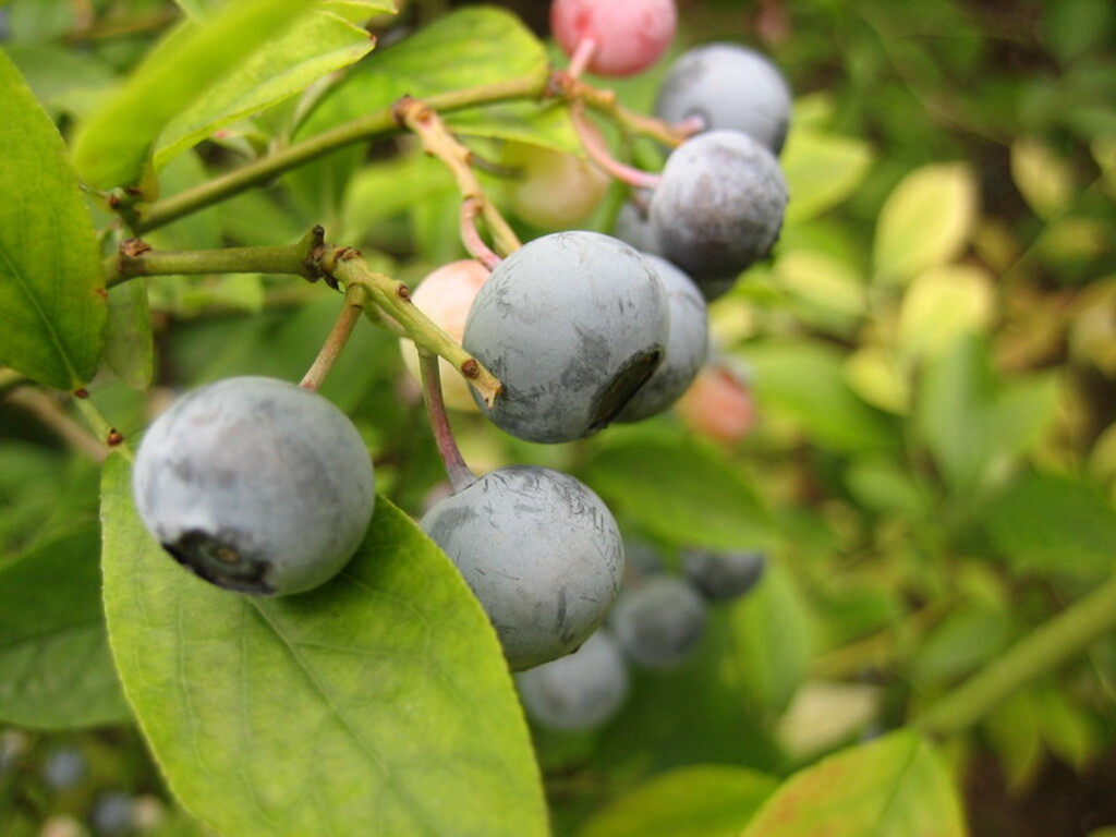 Blueberries